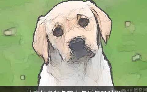 拉布拉多起名英文名洋气又时尚