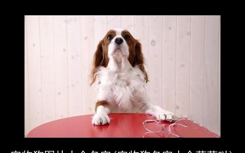 宠物狗图片大全名字(宠物狗名字大全萌萌哒)