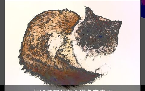 你知道哪些布偶猫名字来历