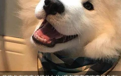 狗狗名字寓意好得长久的(狗年男宝宝寓意好名字)