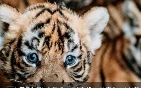 2024年四月七日出生属虎女八字分析 女孩高分名字推荐