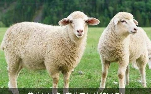 养羊的网名(带羊字的独特网名)