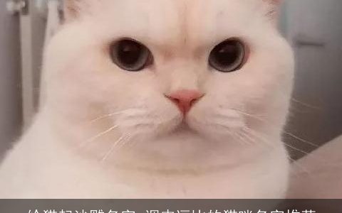 给猫起沙雕名字 调皮逗比的猫咪名字推荐