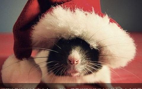 好听的段姓女孩名字大全2023鼠年 漂亮好听的段姓女孩鼠名字大全推荐