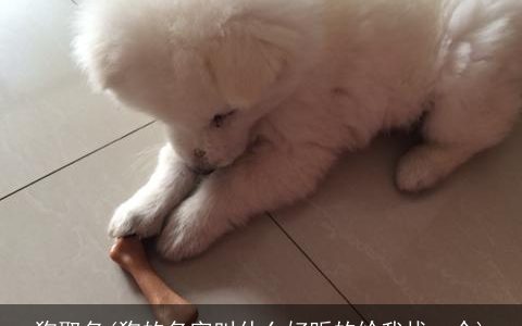 狗取名(狗的名字叫什么好听的给我找一个)