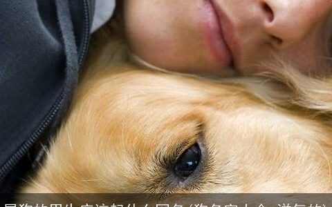 属狗的男生应该起什么网名(狗名字大全 洋气的)