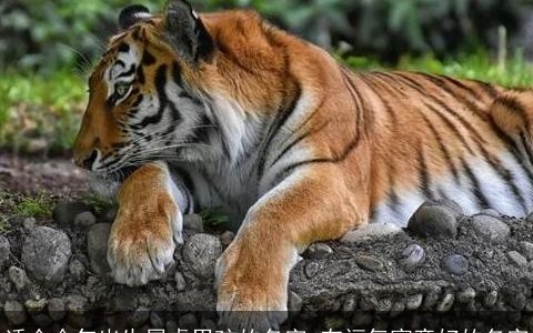 适合今年出生属虎男孩的名字 有福气寓意好的名字