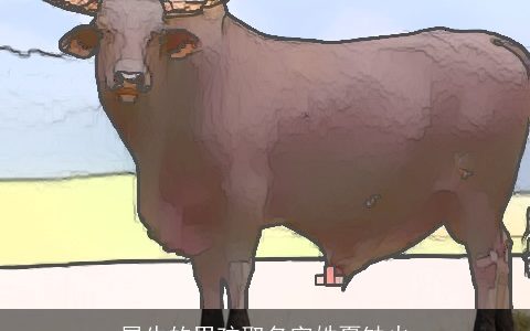 属牛的男孩取名字姓夏缺火