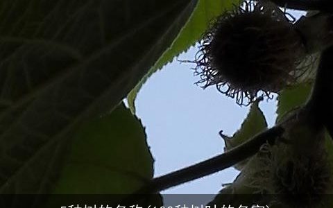 5种树的名称(100种树叶的名字)
