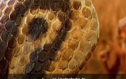 十一月蛇宝宝起名