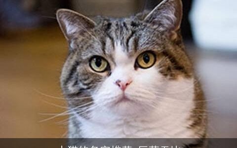 小猫的名字推荐 巨萌无比