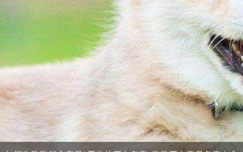 如何为狗狗起个字母C开头的英文名字 狗狗英文字母名字大全