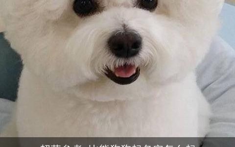 超萌参考 比熊狗狗起名字怎么起