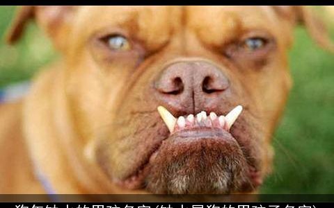 狗年缺水的男孩名字(缺水属狗的男孩子名字)