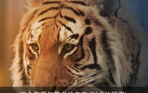 三个字霸气带虎的名字(叫虎的明星)