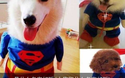 是什么名字好听(小狗取什么名字好听)