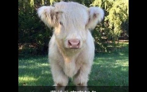 蒙姓牛宝宝起名