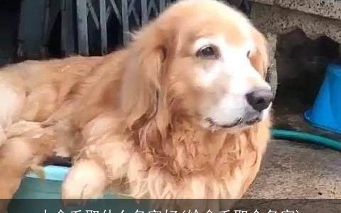 大金毛取什么名字好(给金毛取个名字)