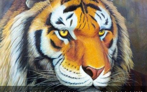 牛年出生的宝宝小名大全叫什么好 霸气漂亮的虎宝宝小名名精挑