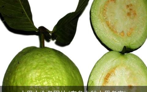 水果大全名图片(有多少种水果名字)