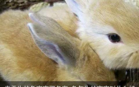 春天生的兔宝宝取名字 兔年生的宝宝叫什么好