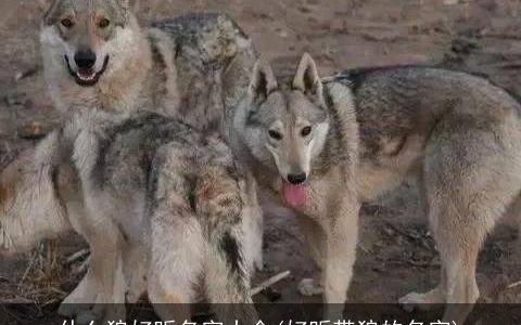 什么狼好听名字大全(好听带狼的名字)