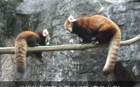 动物的名字怎么取才好听(尧做人名)