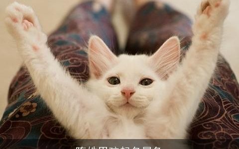 隋姓男孩起名属兔