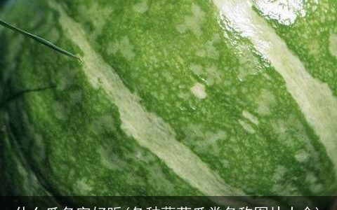 什么瓜名字好听(各种蔬菜瓜类名称图片大全)