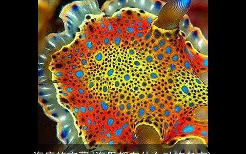 海底的宝藏(海里都有什么动物名字)