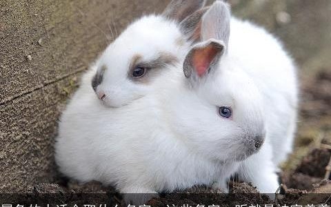 属兔的人适合取什么名字  这些名字一听就是被富养着