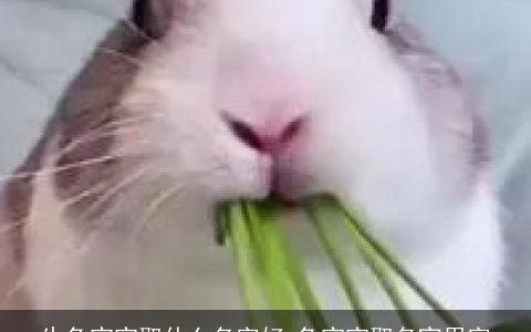 生兔宝宝取什么名字好 兔宝宝取名宜用字