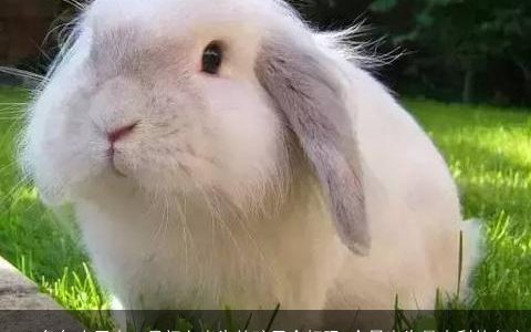 2023兔年农历十一月初七出生的孩子命好吗 今日出生最吉利的名字