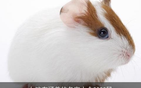 女孩有涵养的名字大全2023鼠