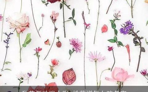 乱花渐欲迷人眼_姓薛洋气女孩名字