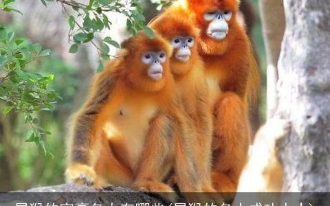 属龙的富豪名人有哪些(属龙的名人成功人士)