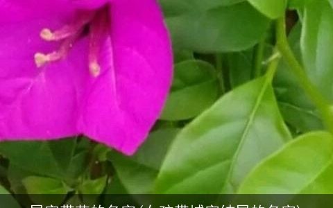 尾字带花的名字(女孩带城字结尾的名字)