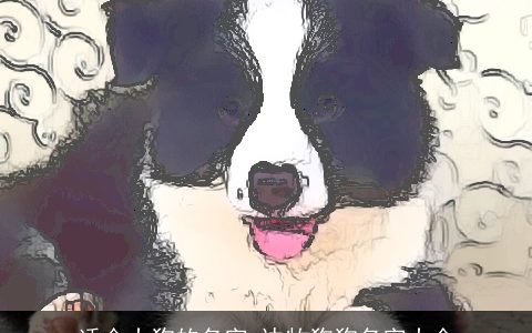 适合大狗的名字 边牧狗狗名字大全