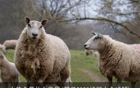 木羊命是什么意思(属羊2024杨柳木命详解)