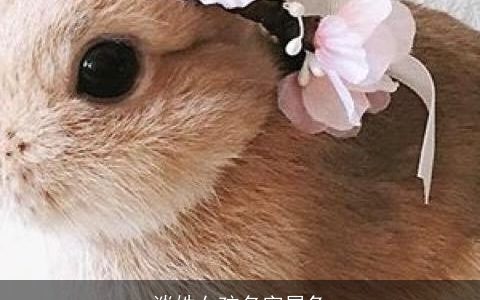 谈姓女孩名字属兔