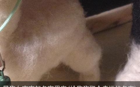 属龙女宝宝起名宜用字(给狗狗取个幸运的名字)