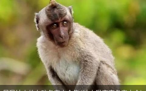 属猴缺土的女孩名字大全集(缺土猴宝宝名字大全)