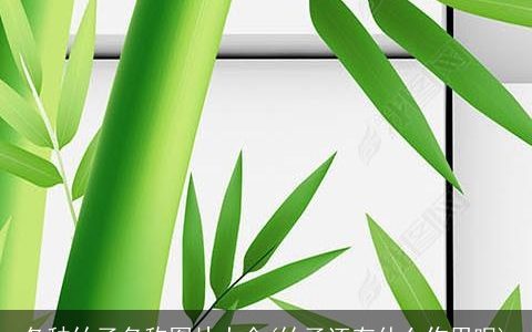 各种竹子名称图片大全(竹子还有什么作用呢)