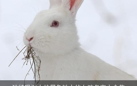 独特吸引人的属兔缺水的女孩名字大全集