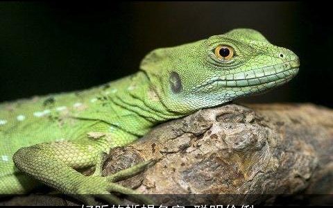好听的蜥蜴名字 聪明伶俐