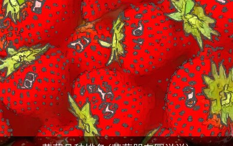 草莓品种排名(草莓朋友圈说说)