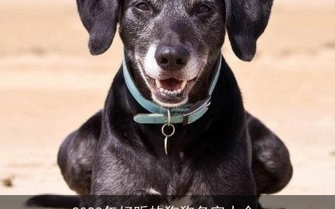 2023年好听的狗狗名字大全_