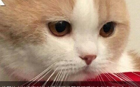 姓邵的女孩名字叫什么最好听姓邵最可爱的女孩名字大全 2023