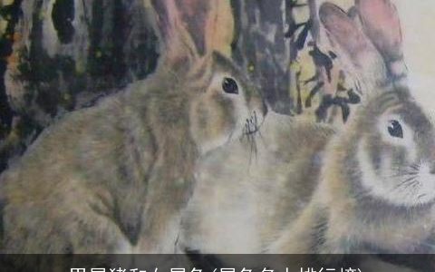 男属猪和女属兔(属兔名人排行榜)