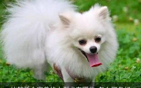 比较适合家养的小型犬有哪些 怎么取名好